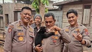 Anak Beruang Madu Diselamatkan dari Karhutla di Kalimantan Tengah, Diberi Nama Meli
