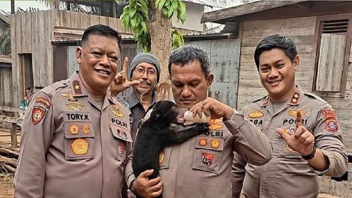 Anak beruang madu yang kemudian diberi nama Meli Baca artikel detikKalimantan, "Karhutla Pisahkan Anak Beruang Madu Bernama Meli dari Induknya" selengkapnya https://www.detik.com/kalimantan/kalimantan-lestari/d-8721482/karhutla-pisahkan-anak-beruang-madu-bernama-meli-dari-induknya. Download Apps Detikcom Sekarang https://apps.detik.com/detik/
