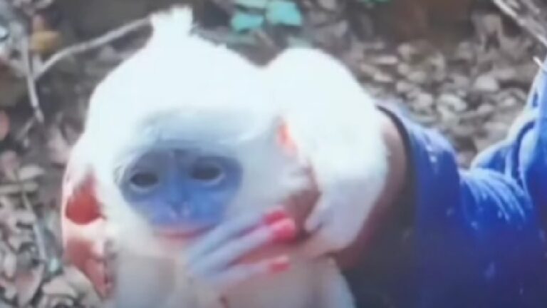 Dodo menyelamatkan bayi surili yang terjebak kebakaran Gunung Ciremai.