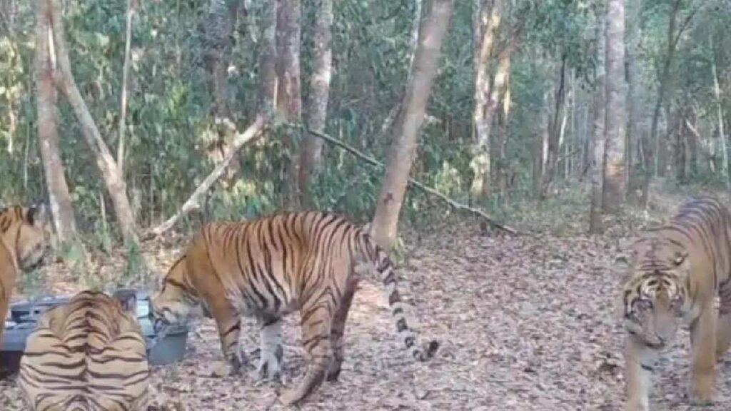 Induk Harimau Sumatera Kembali Terekam di Way Kambas, Muncul Bersama 3 Anaknya