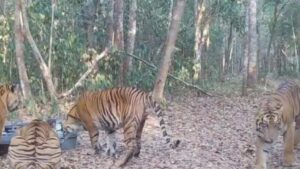 Induk Harimau Sumatera Kembali Terekam di Way Kambas, Muncul Bersama 3 Anaknya